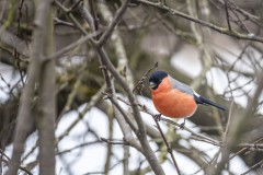 Nach dem Besuch am Vogelhäuschen holt sich der Dompfaff noch ein paar Knospen zum Nachtisch.
