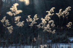 Kanadische Goldrute