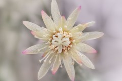 Rhipsalis Blüte