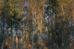 Spiegelung im Spiegelweiher
