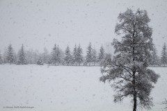 Schneetreiben