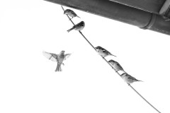 Spatz vor den Preisrichtern bei der Kür