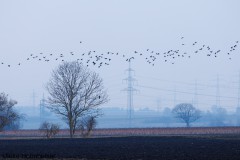 Zugvögel