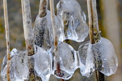 Eisglocken am Schilf