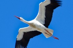  fliegender Storch 