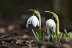 Schneeglöckchen