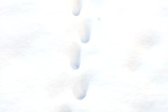 Andreas_Seidl_Pfoten_im_Schnee