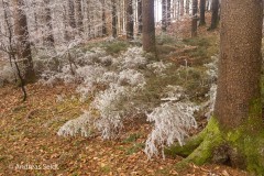 Rauhreif im Wald