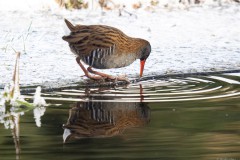 Wasserralle
