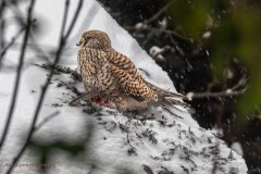 Mahlzeit! Heute gibt es Amsel