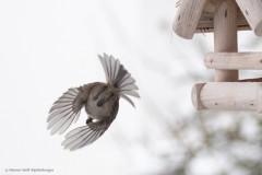 Sumpfmeise im Abflug