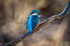 Reiner_Hulla_Eisvogel_A7C02276