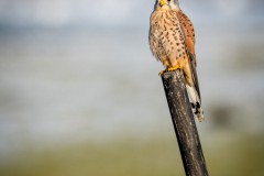 Reiner_Hulla_Turmfalke_A7C02066