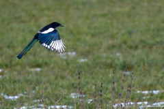 Theresia_Lohmeyer_Elster_DSC_9858