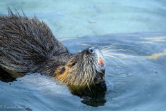 Nutria