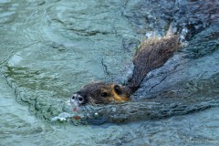 Nutria