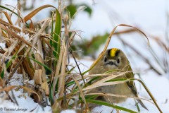 Theresia_Lohmeyer_Wintergoldhaehnchen_DSC_7884