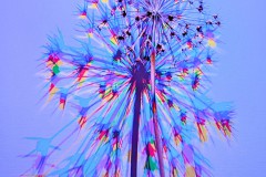 Ulrike_Hohnheiser_Lichtspiele