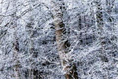 Ulrike_Hohnheiser_Raureif-3