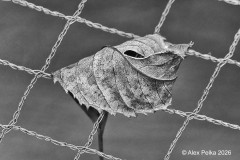  Altes Blatt auf Teichnetz