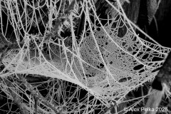  Eisiges Spinnennetz 