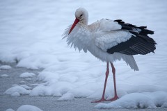 Storch