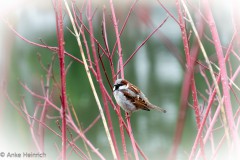 Spatz