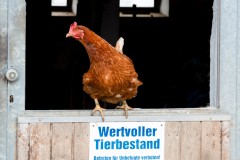 Neugieriges_Huhn