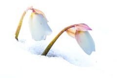 Schneerosenblüte am Pendling