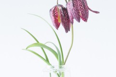 Schachbrettblume