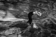 Kormoran bei der Mahlzeit