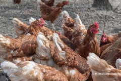 Assistenz des Osterhasen