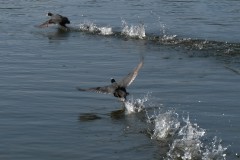 Olympiapark München - Vögel, die hinter mir losstarteten, ich aber nicht vorbereitet war und falsches Objektiv drauf hatte