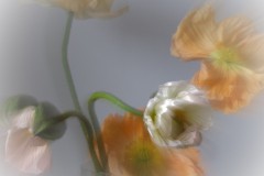 Verblühender Mohn 