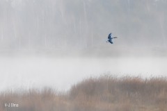 Flug im Nebel ...