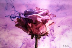 Rose im Wasser