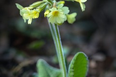 Schlüsselblume