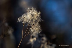 Den Winter überstanden: Samen der Waldrebe