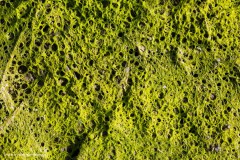 Blaualgen