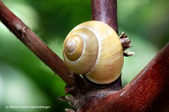 Schnecke