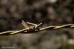 Stacheldraht