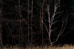 Der Baum am Waldrand