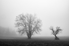 Morgen-Nebel