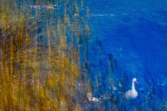 Traum-Gans