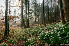 Schneeglöckchen