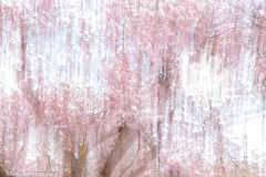 Rosa Symphonie
