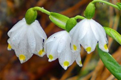 Drei Frühlingsknotenblumen