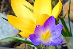 Krokusse in gelb und blau