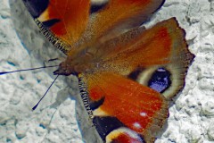 Schmetterling an der Wand