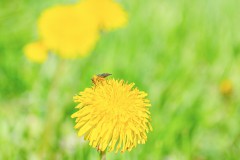 Auf der Wiese